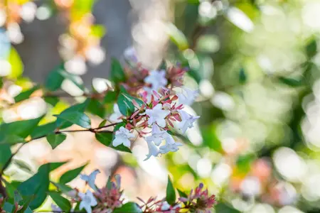 Abelia chinensis - 2 Ltr pot - image 4