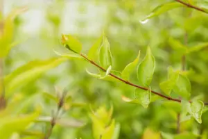 Abelia chinensis 'Autumn Festival' - 15 Ltr pot - image 2