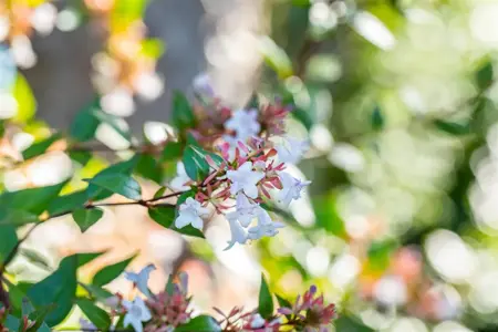 Abelia chinensis 'Autumn Festival' - 15 Ltr pot - image 4