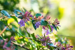 Abelia 'Edward Goucher' - 1.5 Ltr pot - image 4