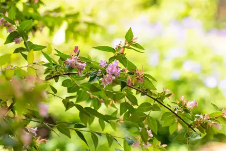 Abelia 'Edward Goucher' - 1.5 Ltr pot - image 6
