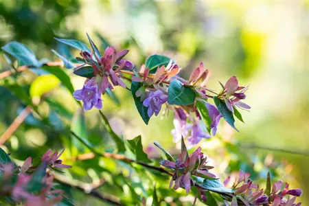 Abelia 'Edward Goucher' - P9 - image 4