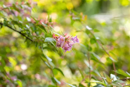 Abelia 'Edward Goucher' - 40-50 CM C10 - image 1