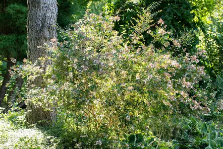 Abelia 'Edward Goucher' - 40-50 CM C10 - image 3
