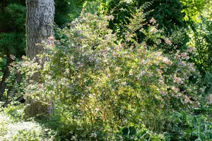 Abelia 'Edward Goucher' - 40-50 CM C10 - image 3