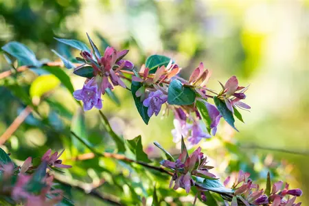 Abelia 'Edward Goucher' - 40-50 CM C10 - image 4