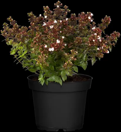 Abelia grand. 'Caramel Charm' - 10 Ltr pot - image 3