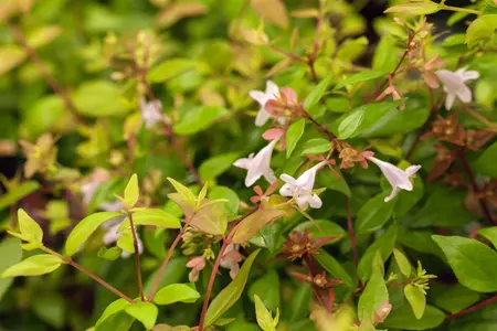 Abelia grand. 'Caramel Charm' - 10 Ltr pot - image 1