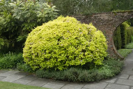 Abelia grand. 'Caramel Charm' - C3.5 - image 5