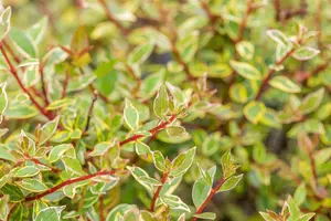 Abelia grand. 'Confetti'