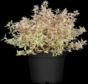 Abelia grand. 'Confetti' - 10 Ltr pot - image 2