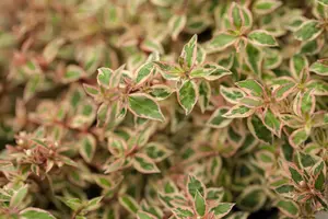 Abelia grand. 'Francis Mason' - 40-50 CM C10