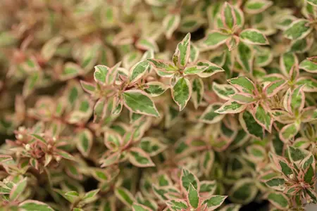 Abelia grand. 'Francis Mason' - LINERS 18 CEL TRAY P9 SIZE