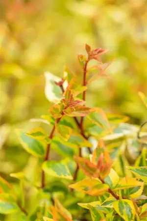 Abelia grand. 'Kaleidoscope' - 5 Ltr pot - image 4