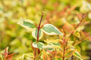 Abelia grand. 'Kaleidoscope' - 40-50 CM C10 - image 2