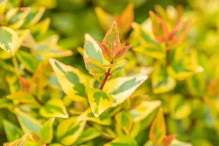 Abelia grand. 'Kaleidoscope' - 40-50 CM C10 - image 3