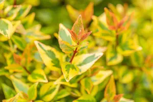 Abelia grand. 'Kaleidoscope' - 40-50 CM C10 - image 3