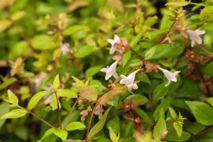 Abelia grand. 'Radiance' - 2 Ltr pot - image 5