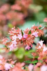 Abelia grand. 'Raspberry Profusion' - C3.5 - image 2
