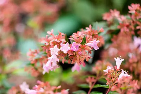 Abelia grand. 'Raspberry Profusion' - C3.5 - image 1