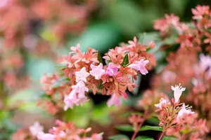 Abelia grand. 'Raspberry Profusion'