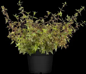 Abelia grand. 'Sunshine Daydream' - P9 - image 2
