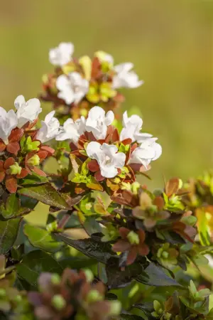 Abelia grandiflora - 80-100 CM C7.5 - image 5
