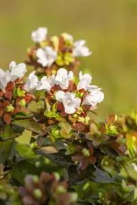 Abelia grandiflora - 80-100 CM C7.5 - image 5