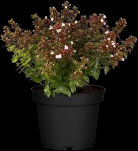 Abelia grandiflora - 80-100 CM C7.5 - image 3
