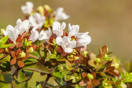 Abelia grandiflora - 60-80 CM C10 - image 3