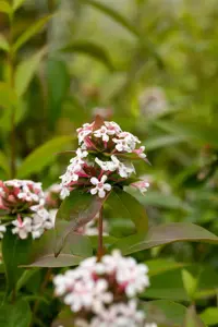 Abelia mosanensis - P11 - image 5