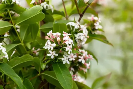 Abelia mosanensis - P11 - image 1