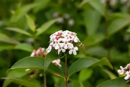 Abelia mosanensis - P11 - image 2
