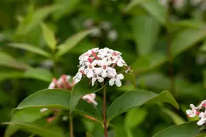 Abelia mosanensis - P11 - image 2