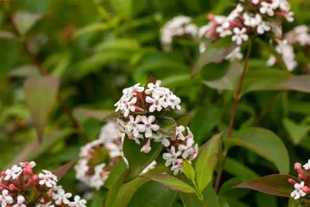 Abelia mosanensis - P11 - image 3