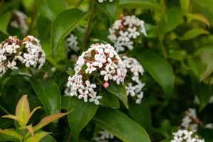 Abelia mosanensis - P11 - image 4