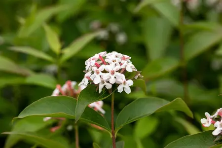 Abelia mosanensis 'Monia' (Bridal Bouquet) - 30-40 CM C3.5 - image 2