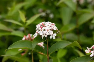 Abelia mosanensis 'Monia' (Bridal Bouquet) - 30-40 CM C3.5 - image 2