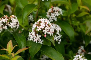 Abelia mosanensis 'Monia' (Bridal Bouquet) - 100-125 CM C20 - image 4