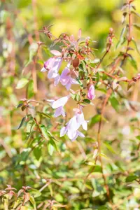 Abelia 'Pinky Bells'? - 40-50 CM C10 - image 2