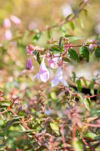 Abelia 'Pinky Bells'? - 40-50 CM C10 - image 3