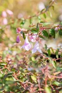 Abelia 'Pinky Bells'? - 10 Ltr pot - image 3
