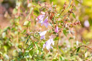 Abelia 'Pinky Bells'? - 40-50 CM C10 - image 1