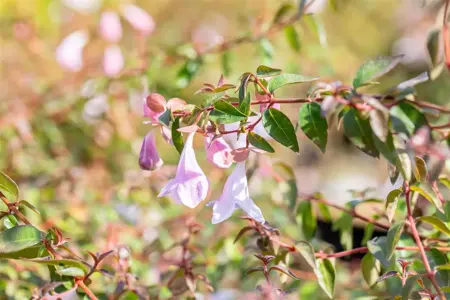 Abelia 'Pinky Bells'? - 40-50 CM C10 - image 4