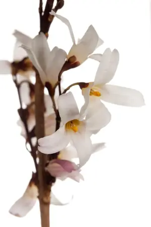 Abeliophyllum distichum - 60-80 CM C2 - image 2