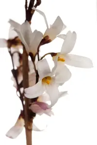 Abeliophyllum distichum - 60-80 CM C2 - image 2