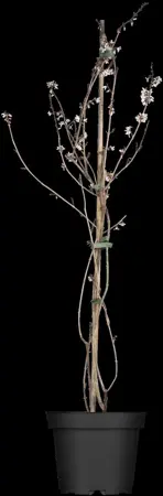Abeliophyllum distichum - 60-80 CM C2 - image 1