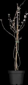 Abeliophyllum distichum - 10 Ltr pot - image 1