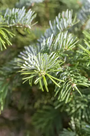 Abies amabilis 'Spreading Star' - 60-80 CM C25 - image 2