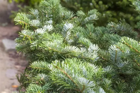 Abies amabilis 'Spreading Star' - 60-80 CM C25 - image 1